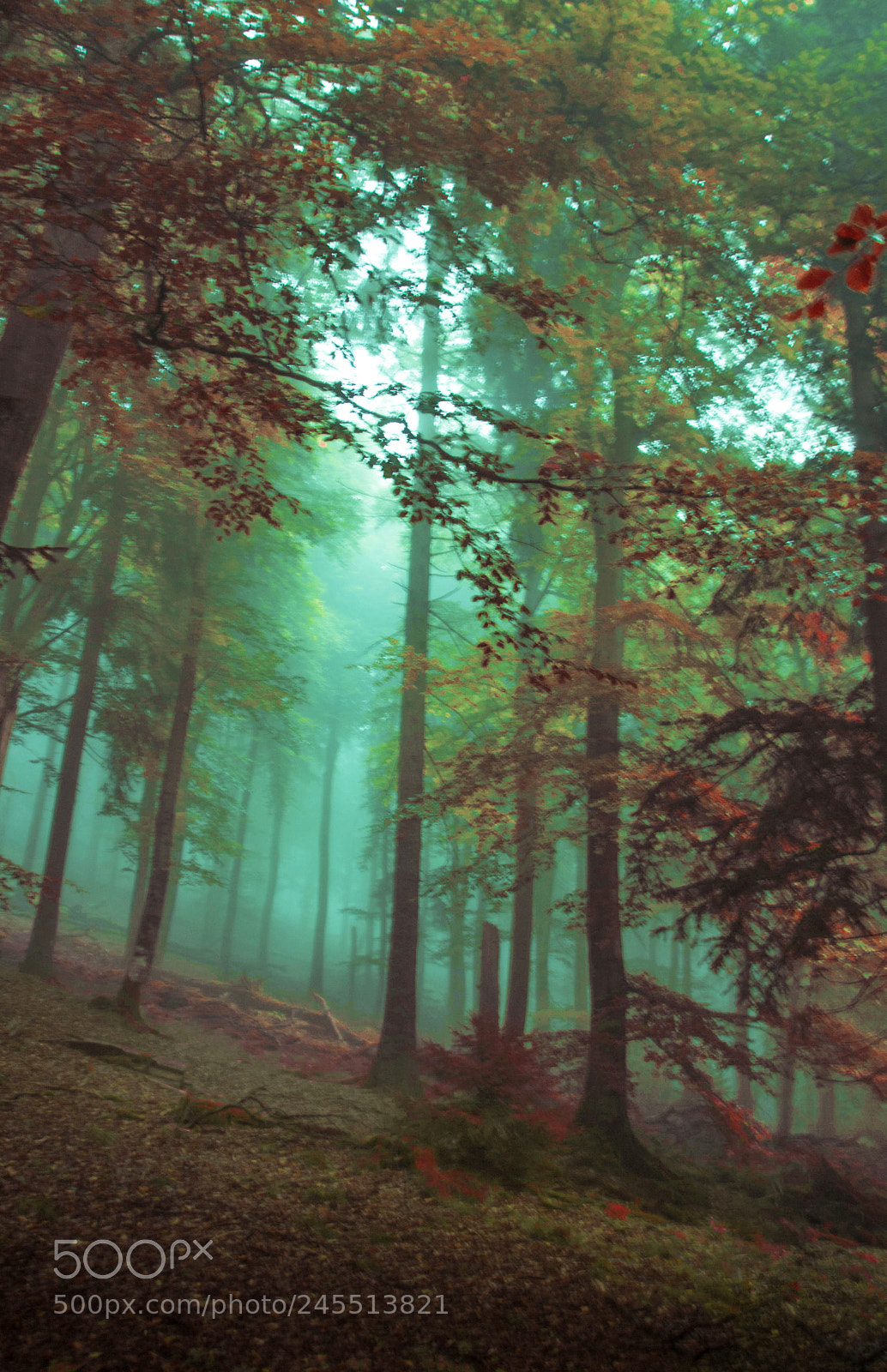 Canon EOS 750D (EOS Rebel T6i / EOS Kiss X8i) sample photo. Where fairytales were born photography