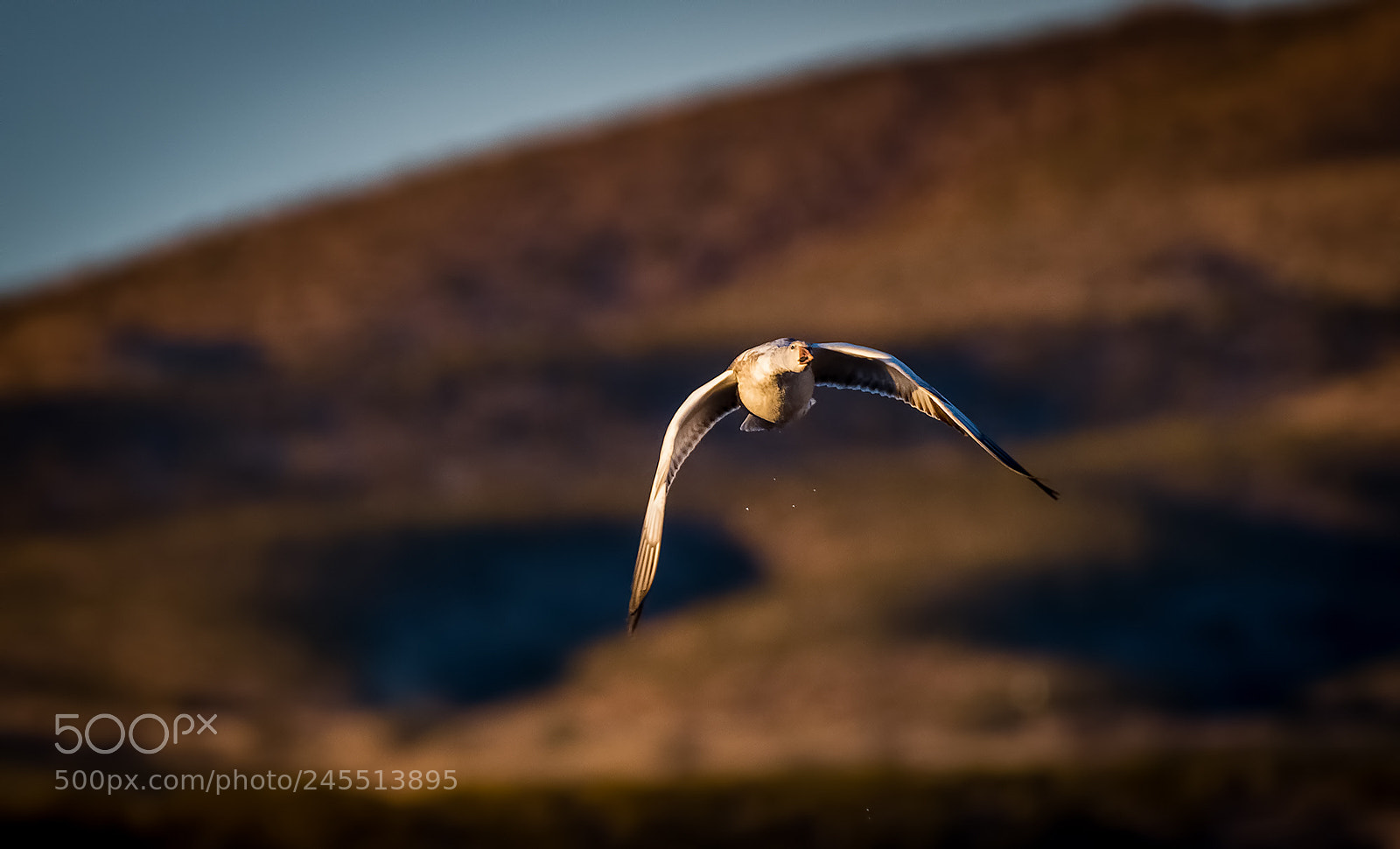 Nikon D500 sample photo. Snow geese photography