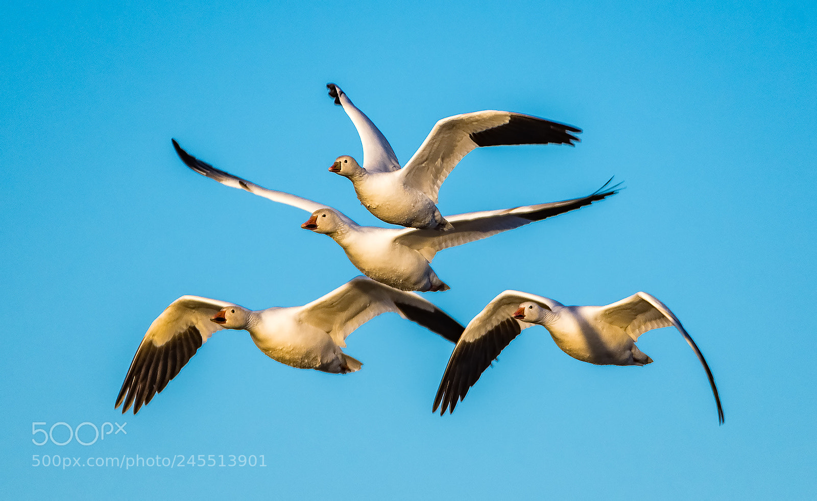 Nikon D500 sample photo. Group flight photography