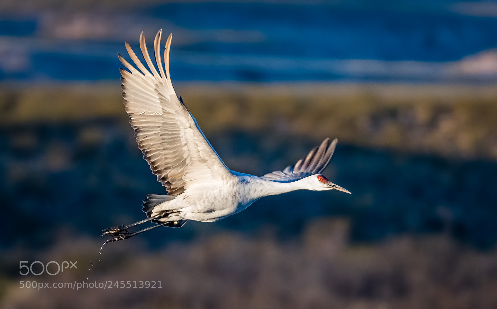 Nikon D500 sample photo. Sandhill crane photography