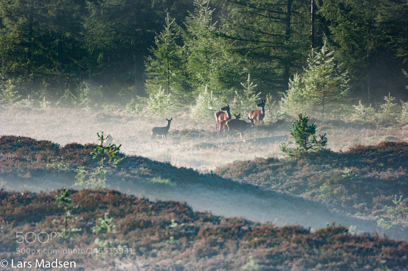 Pentax K20D sample photo. Crown deer in the photography