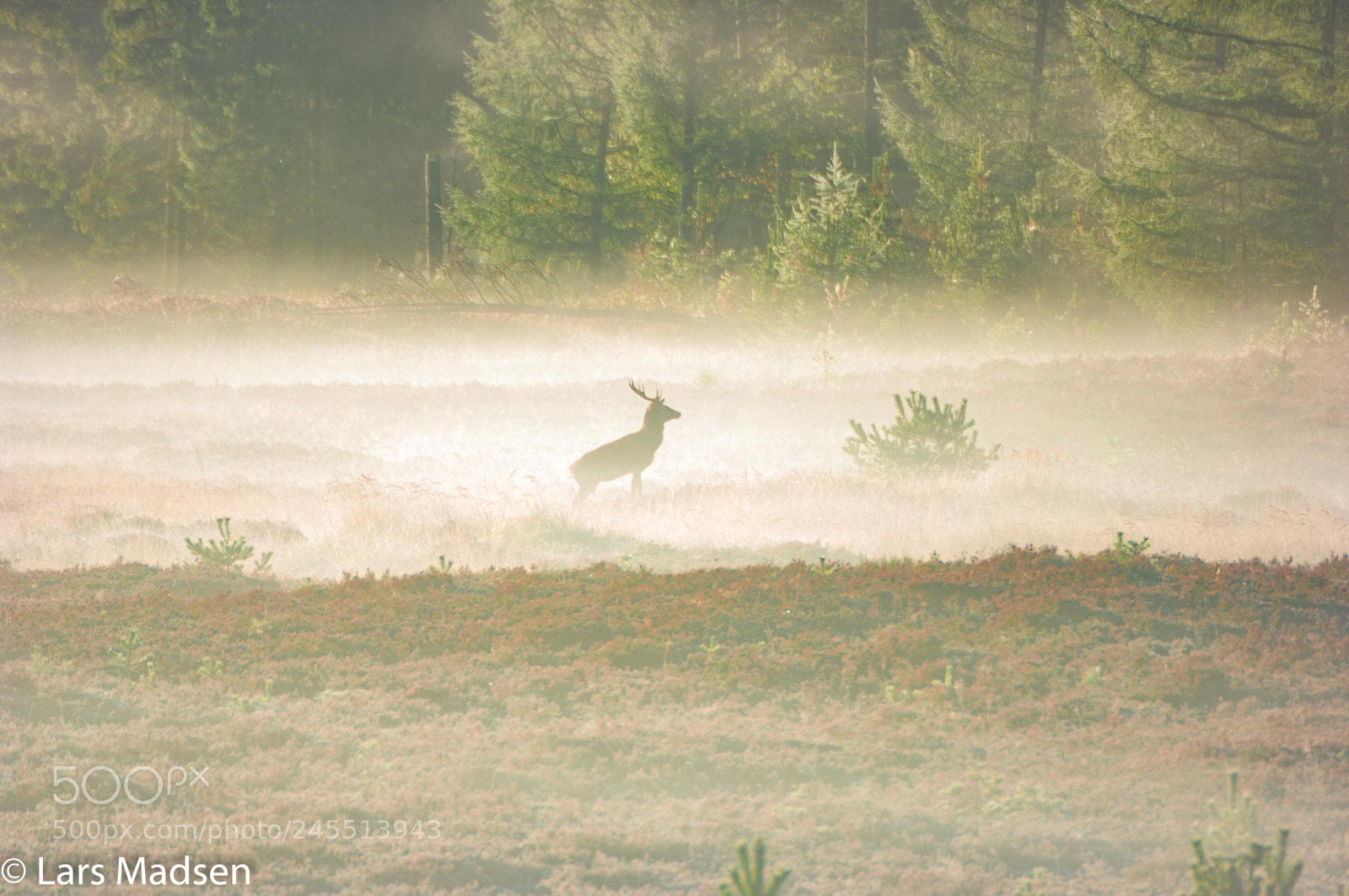 Pentax K20D sample photo. Crown deer in the photography