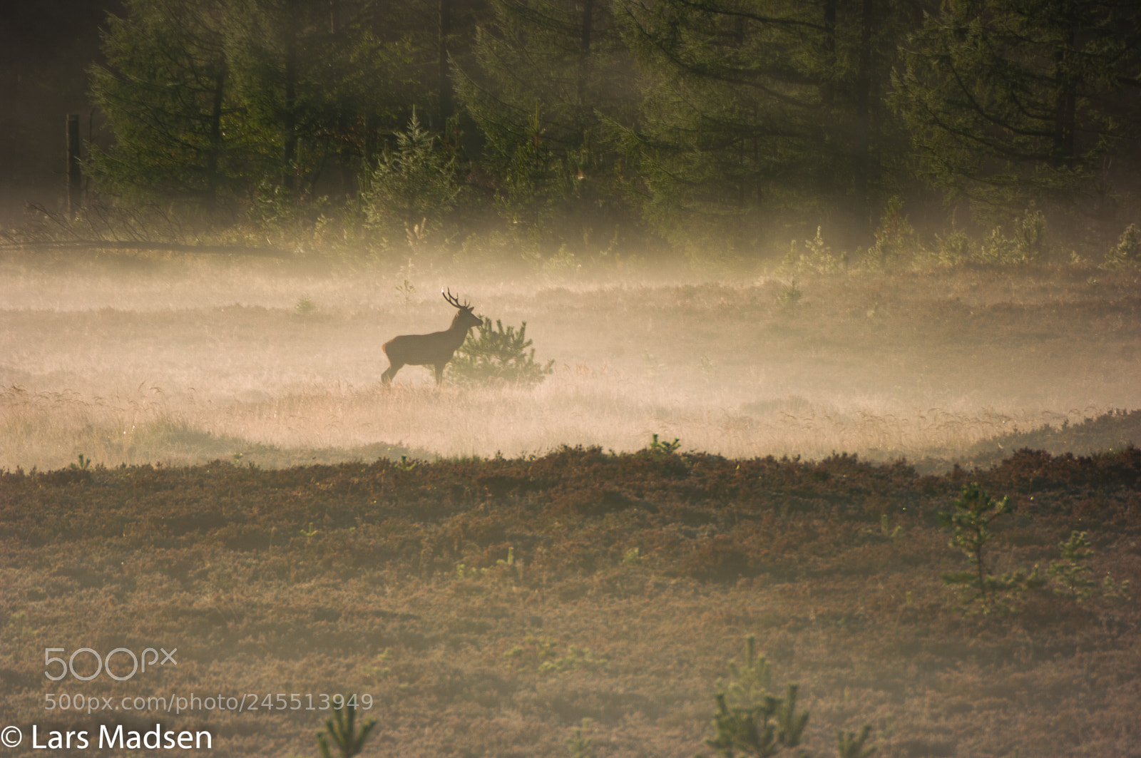 Pentax K20D sample photo. Crown deer in the photography