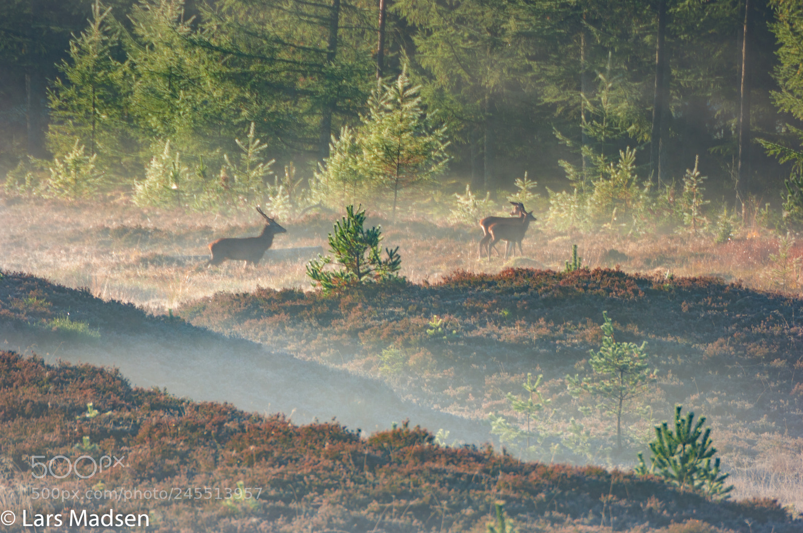 Pentax K20D sample photo. Crown deer in the photography