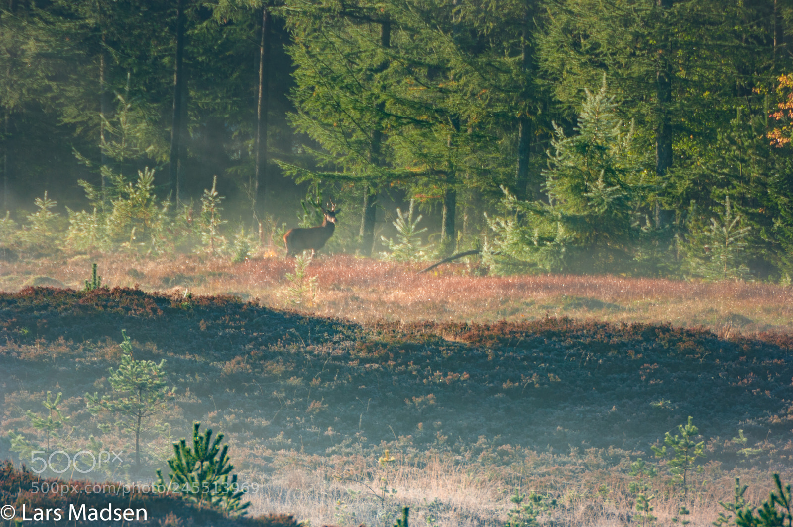 Pentax K20D sample photo. Crown deer in the photography