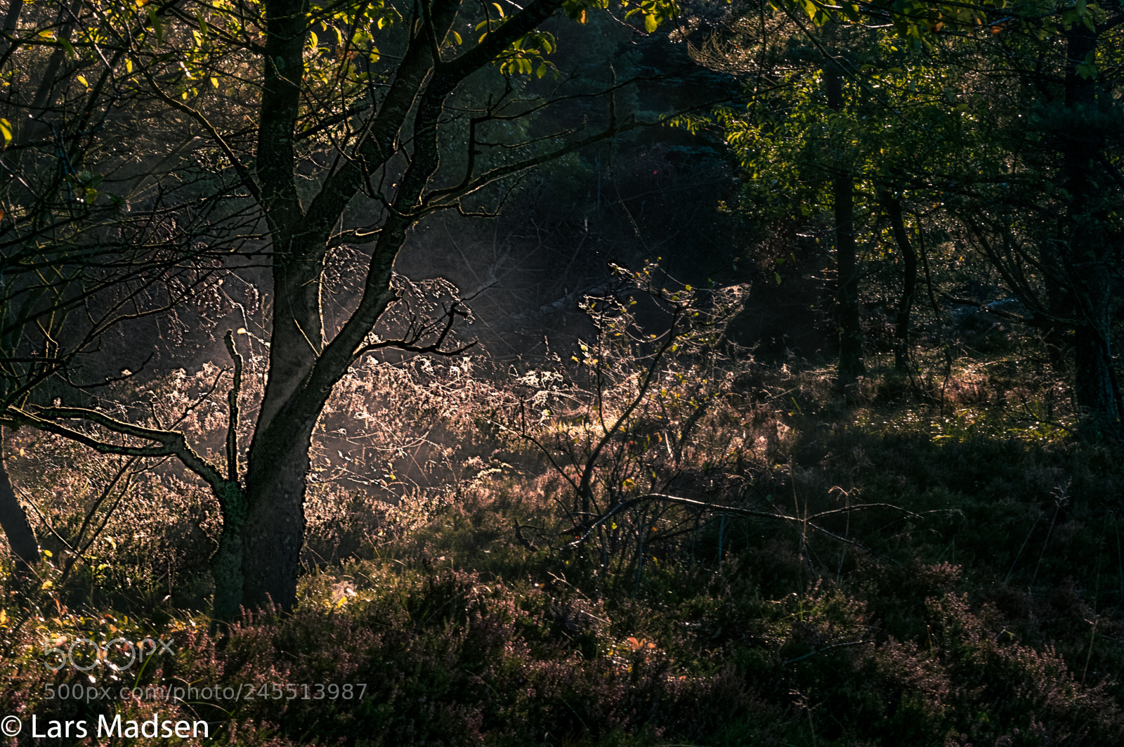 Pentax K20D sample photo. Sun rays in the photography