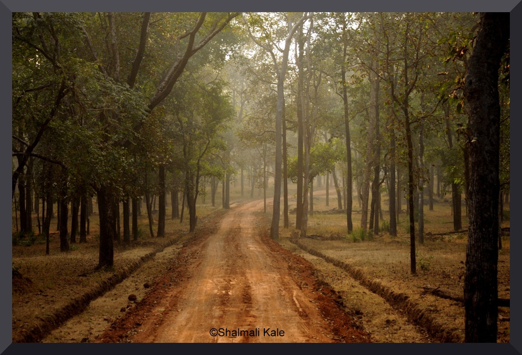 Nikon D90 sample photo. Way to go photography