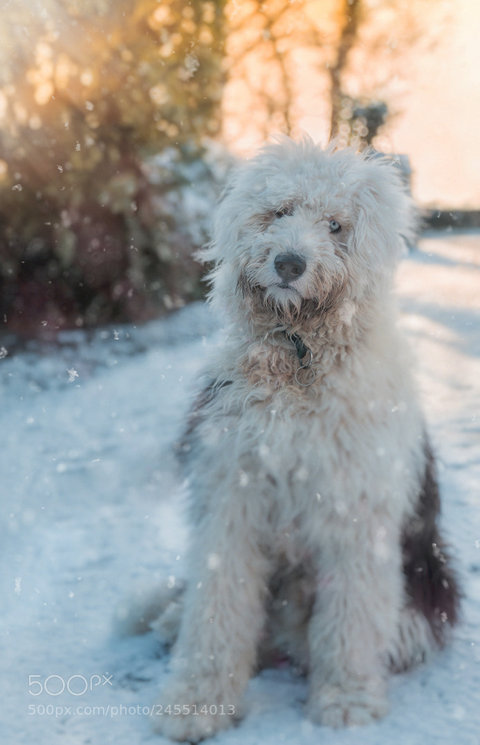 Nikon D600 sample photo. Bowie in the snow photography