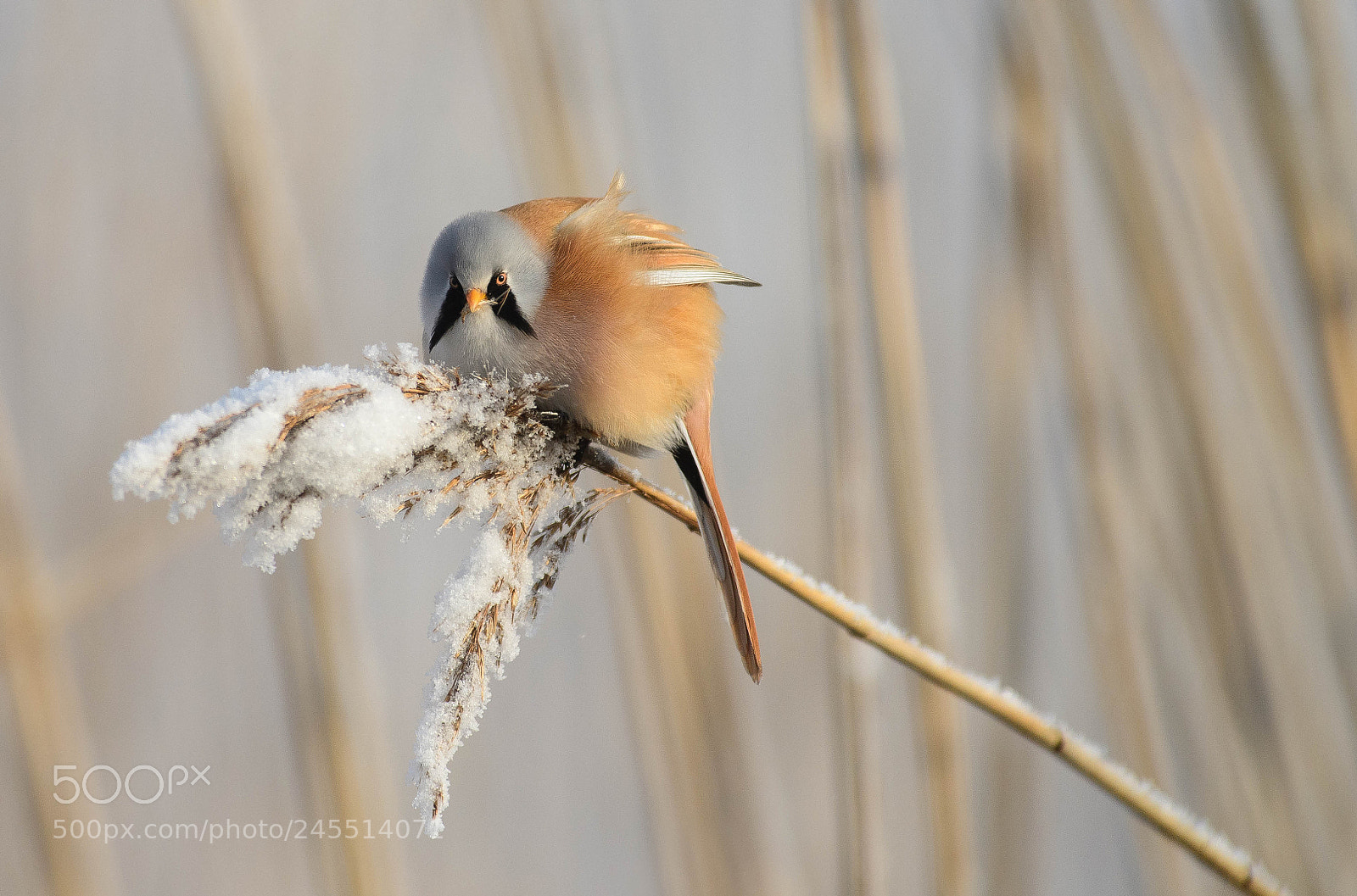 Nikon D5 sample photo. Panurus biarmicus photography