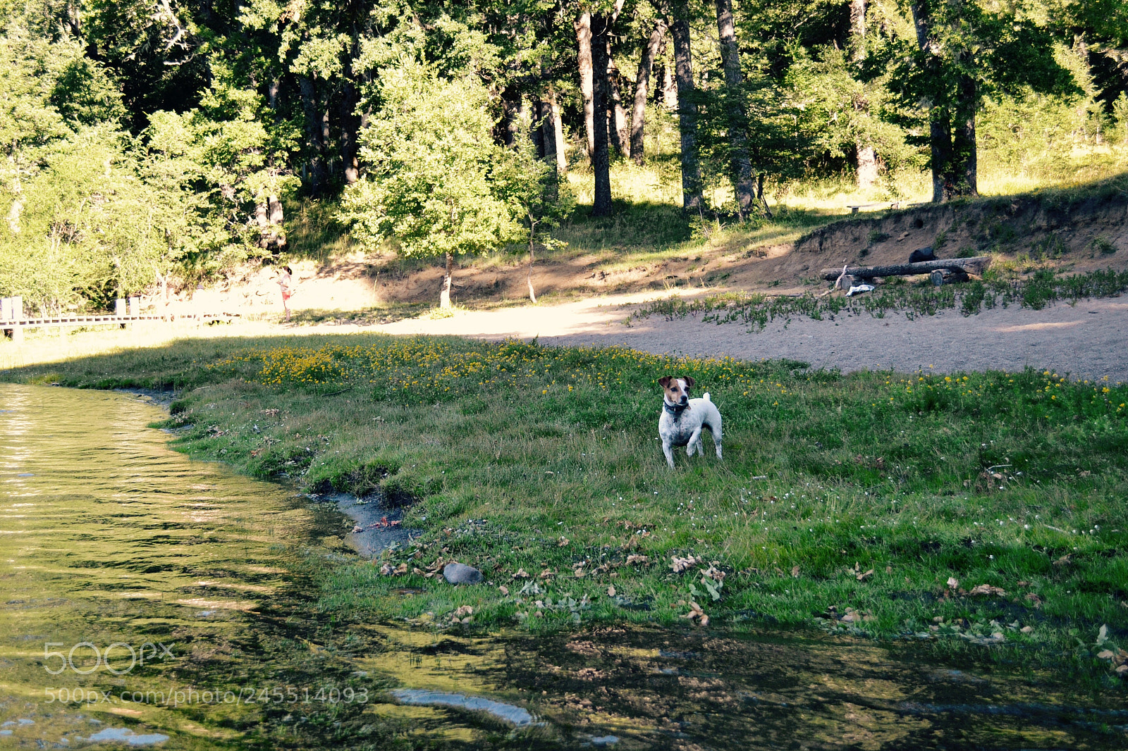Nikon D3100 sample photo. Attenti photography