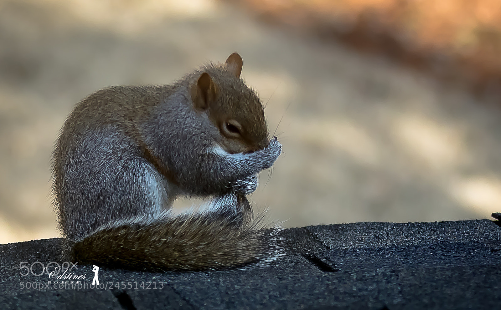 Canon EOS 7D Mark II sample photo. Young squirrel preening photography