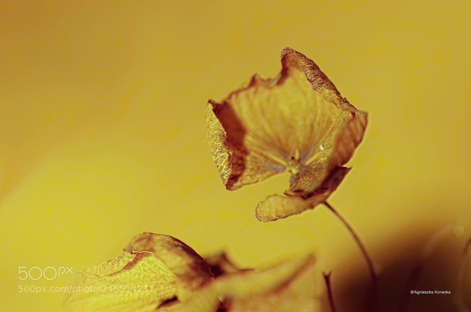 Pentax K-50 sample photo. Yellow photography