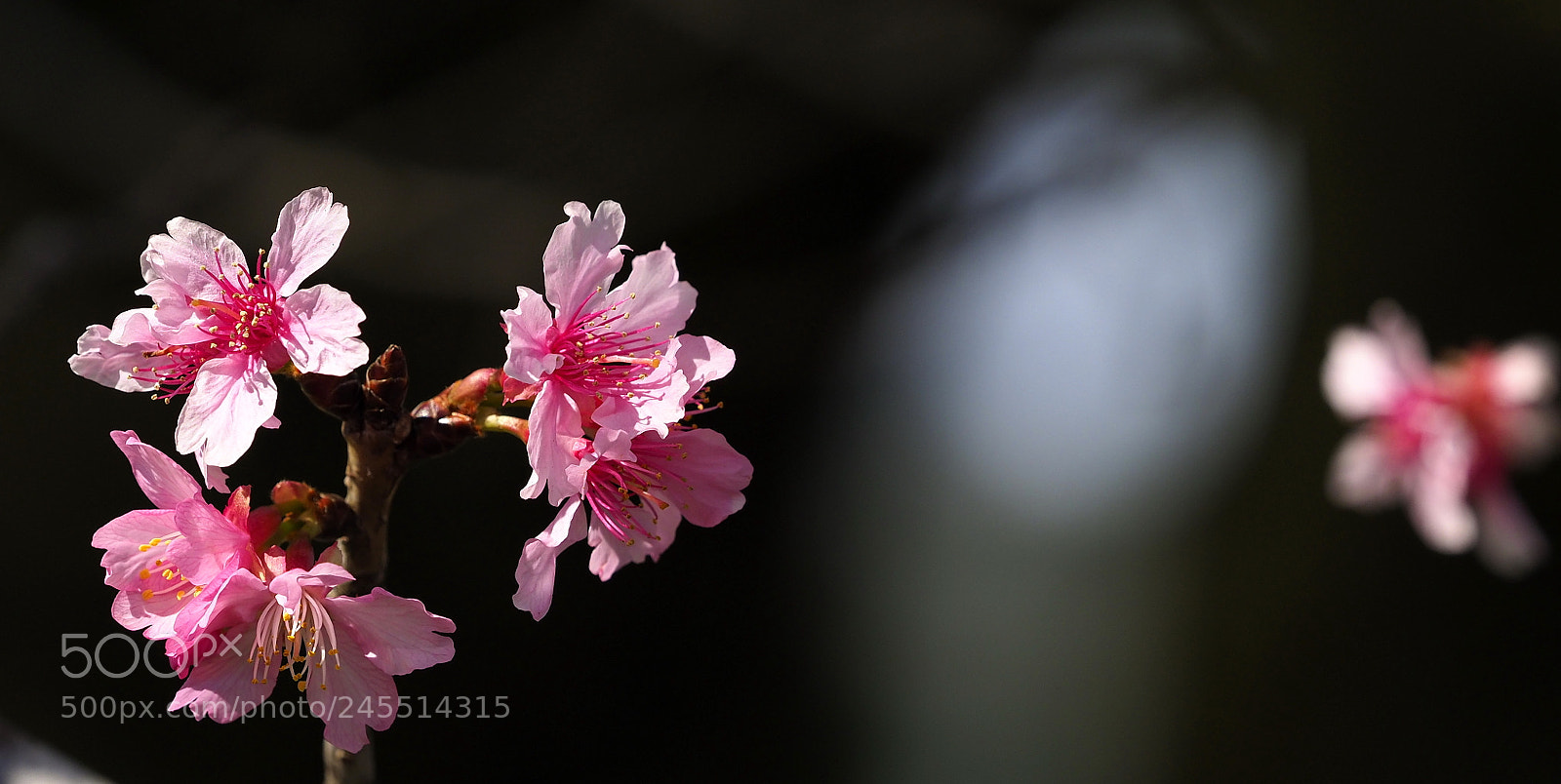 Olympus OM-D E-M1 Mark II sample photo. A pink foretaste of photography