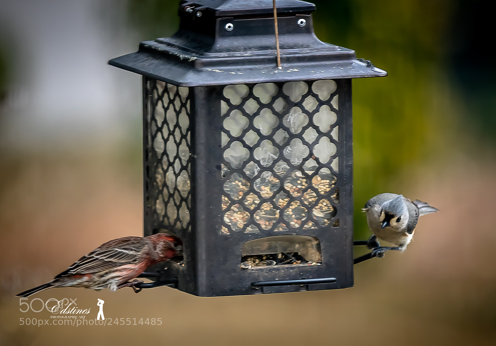 Canon EOS 7D Mark II sample photo. Checking out the competition photography