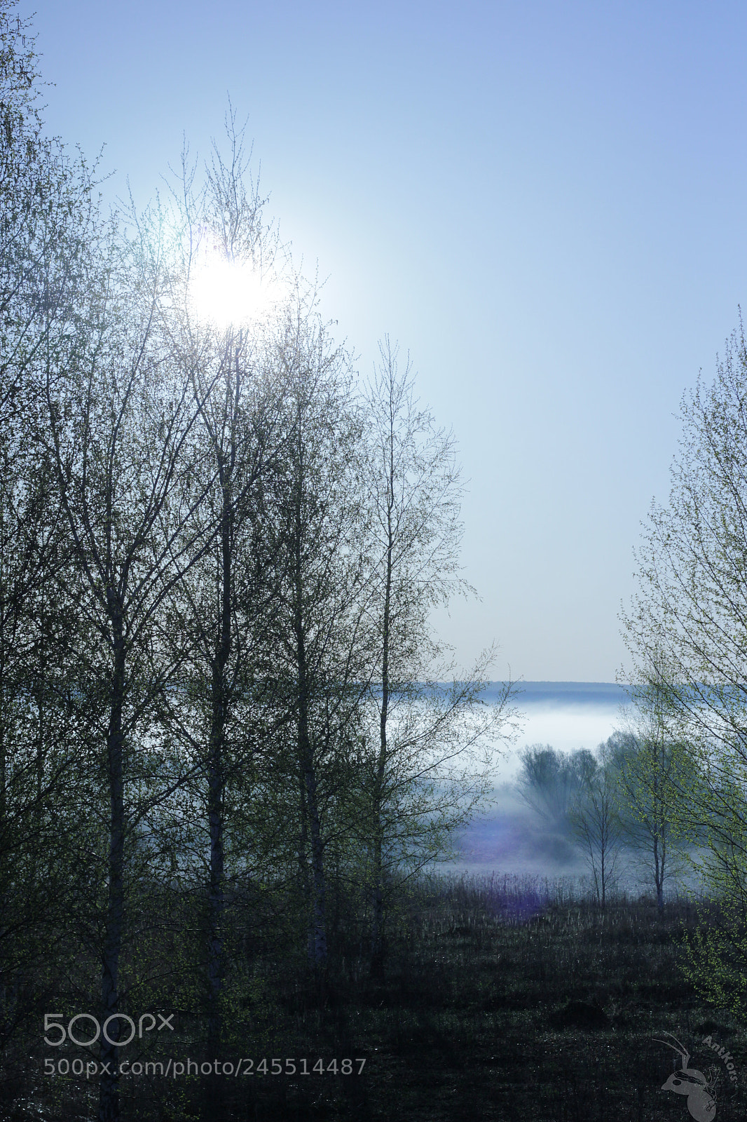 Canon EOS 550D (EOS Rebel T2i / EOS Kiss X4) sample photo. The fog photography