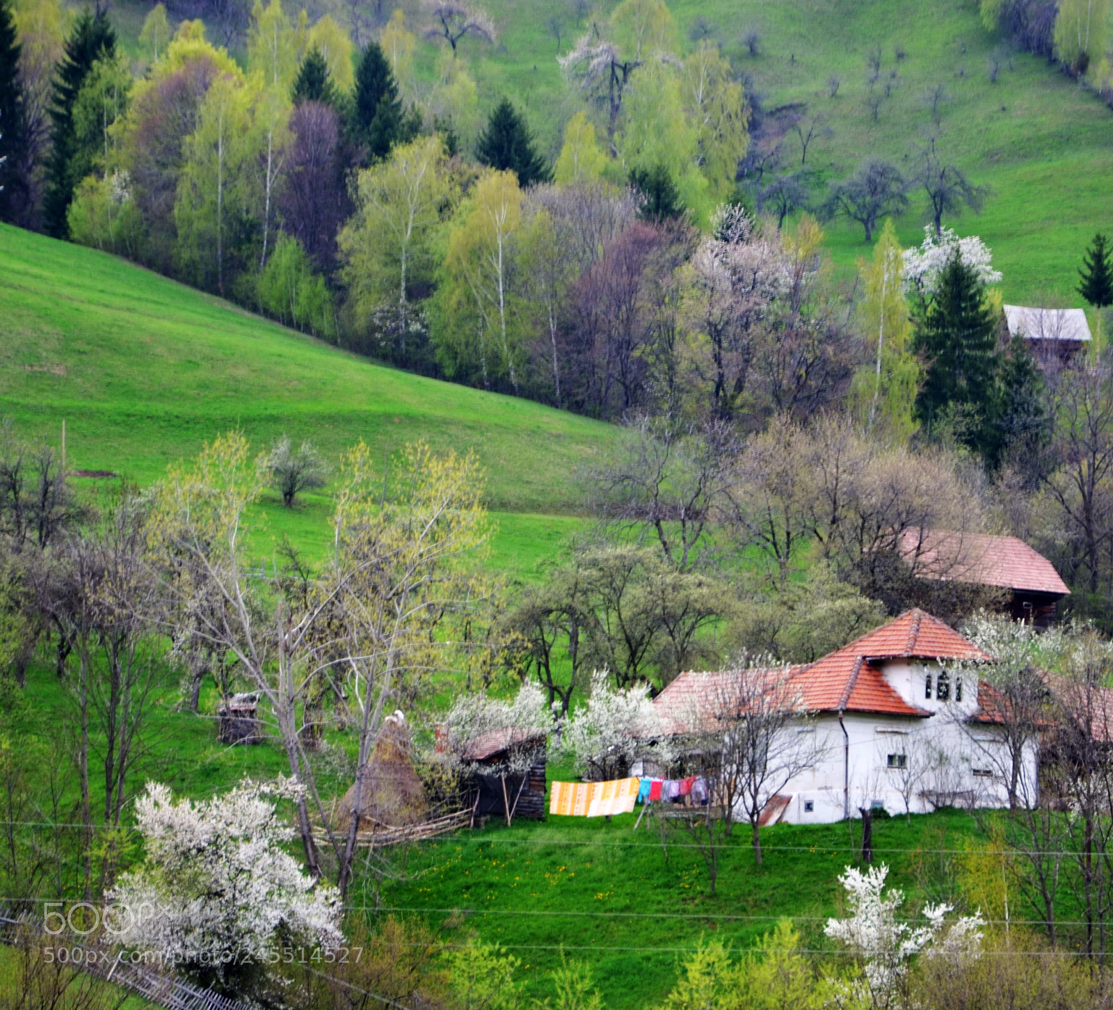 Nikon D5100 sample photo. Spring in simon photography
