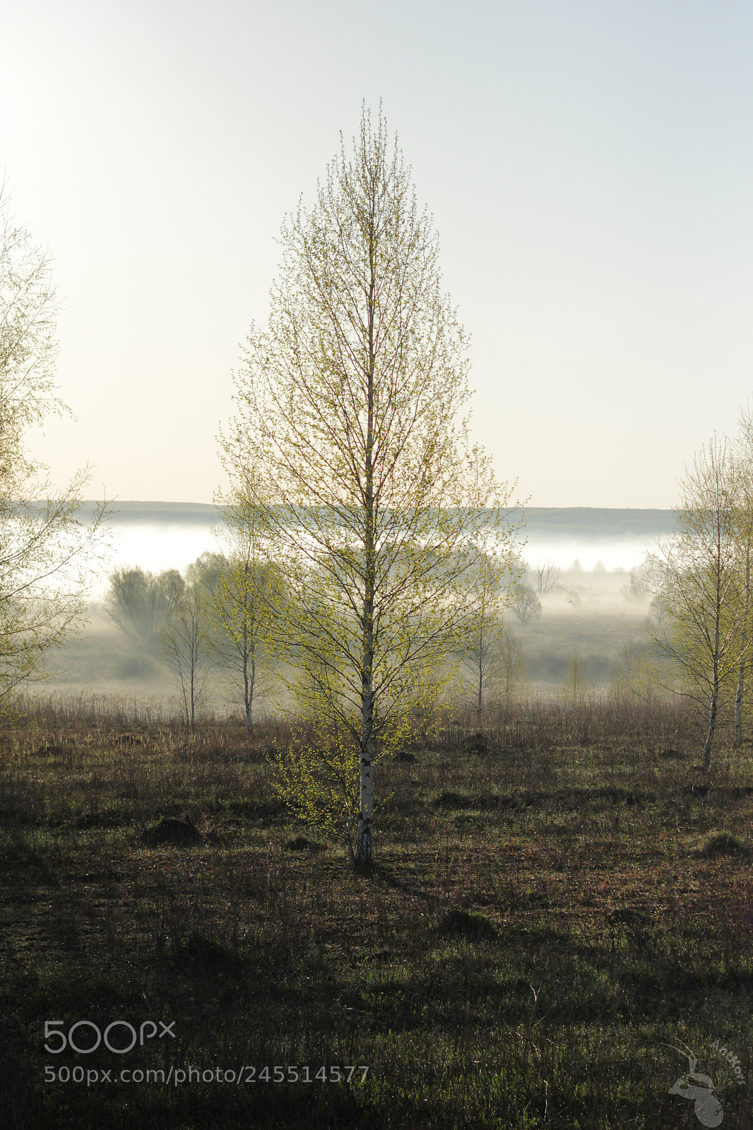 Canon EOS 550D (EOS Rebel T2i / EOS Kiss X4) sample photo. The fog photography