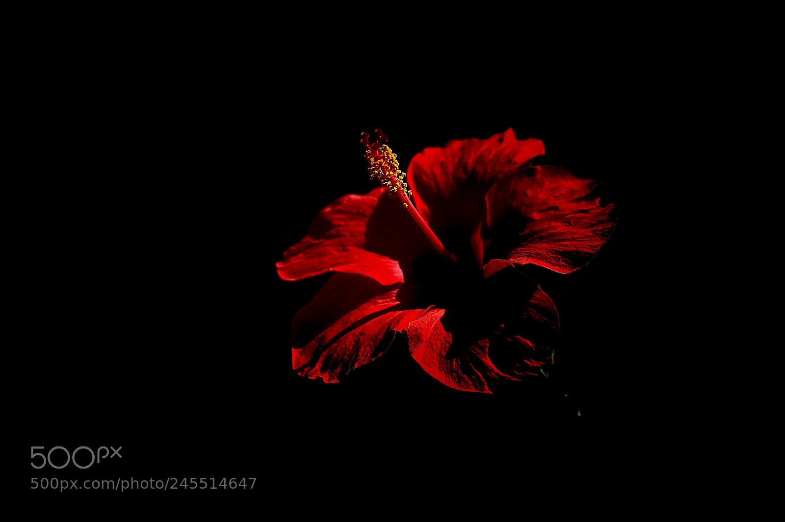 Nikon D800E sample photo. Красный цветок photography