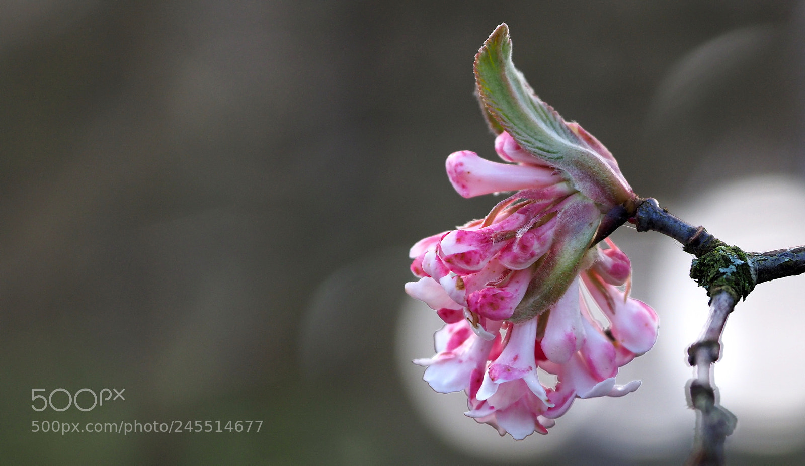 Olympus OM-D E-M1 Mark II sample photo. Flowering now photography