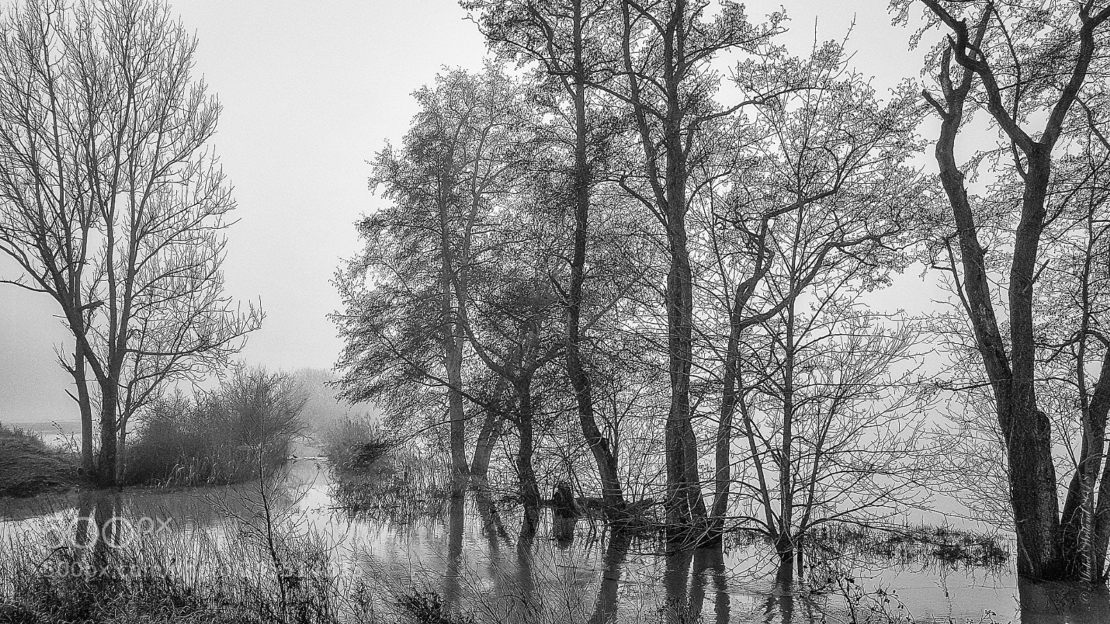 Samsung Galaxy S7 Edge sample photo. Pange...flood, fog moorhen, in photography