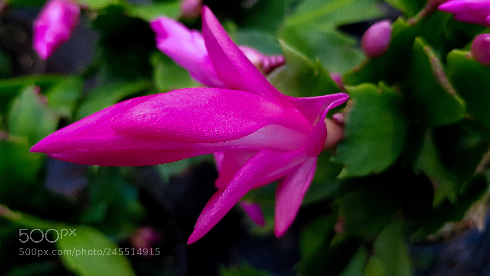 Samsung Galaxy S8 sample photo. A chrismas cactus pink! photography