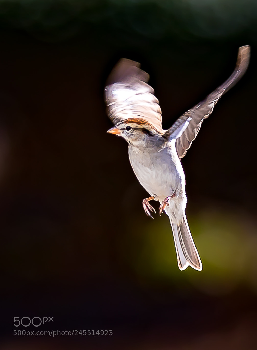 Canon EOS 7D Mark II sample photo. Chipping sparrow in-flight photography