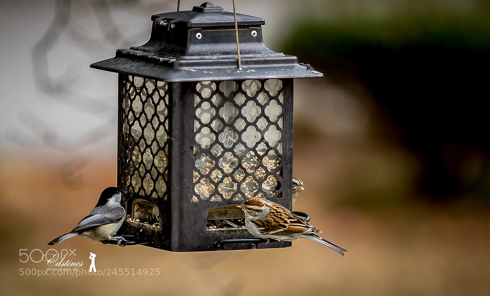 Canon EOS 7D Mark II sample photo. Chickadee grabbing food photography