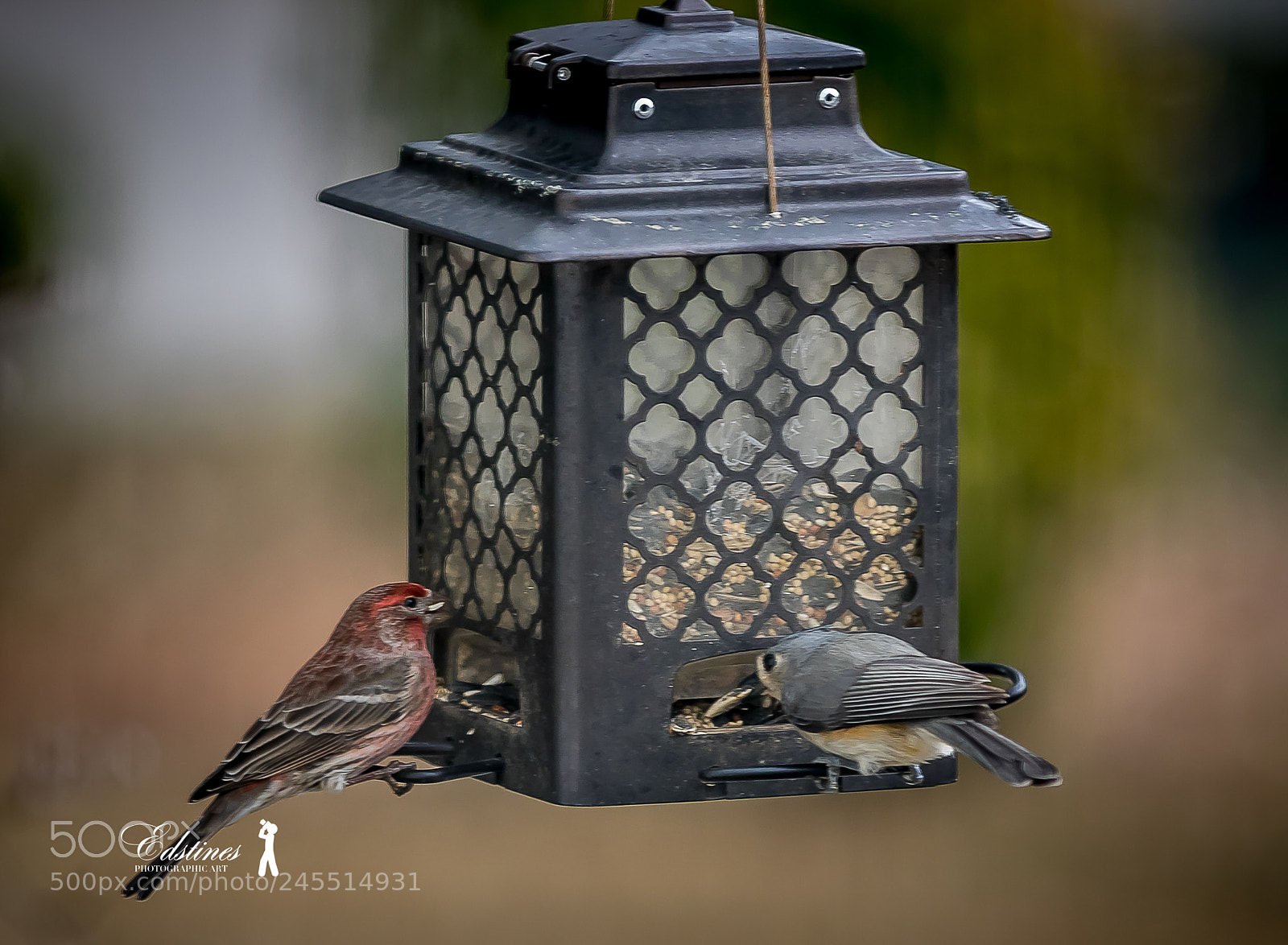 Canon EOS 7D Mark II sample photo. Tufted titmouse grabs a photography