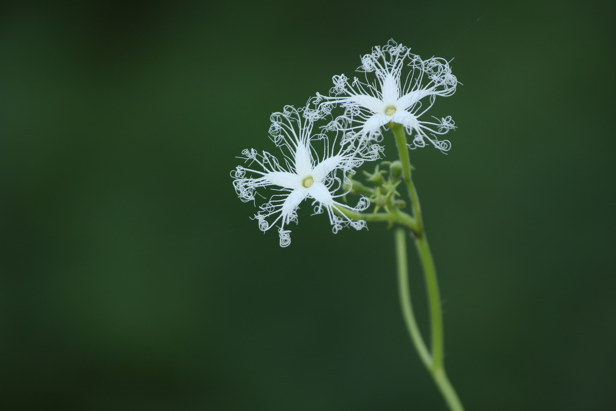 Canon EF-S 55-250mm F4-5.6 IS II sample photo