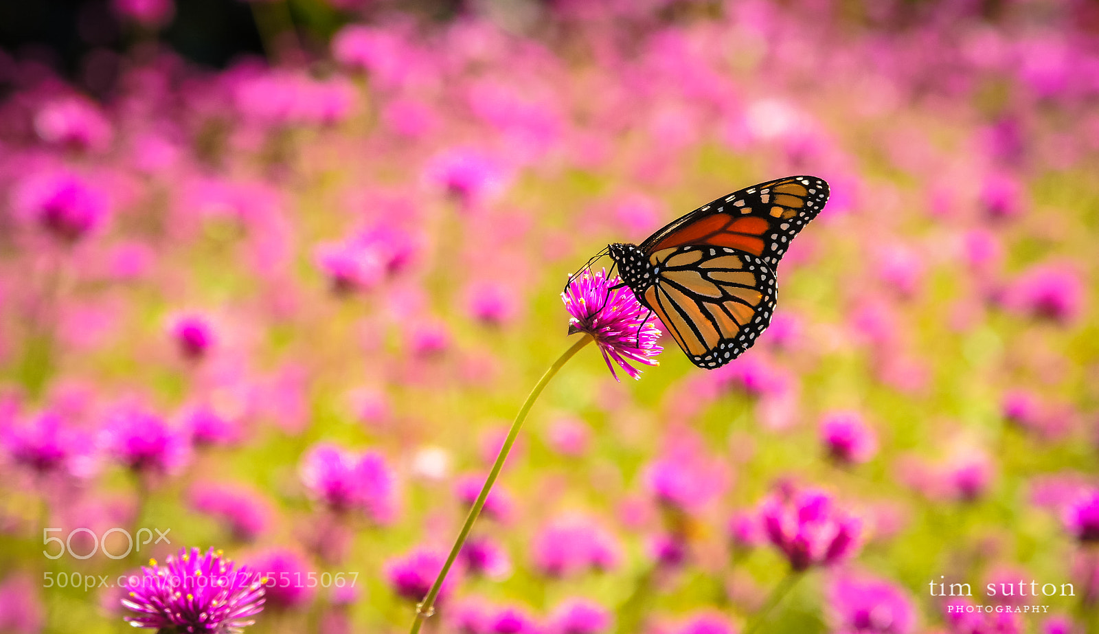 Sony SLT-A55 (SLT-A55V) sample photo. Monarch butterfly photography