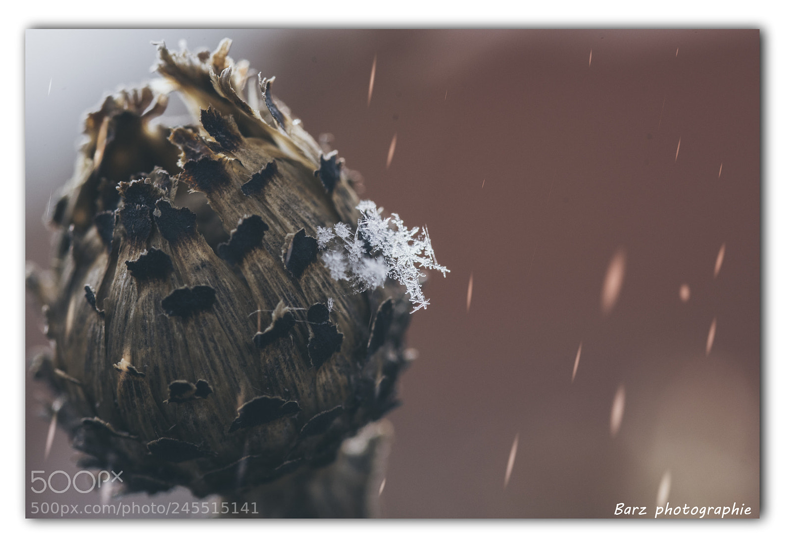 Nikon D7200 sample photo. Untitled photography
