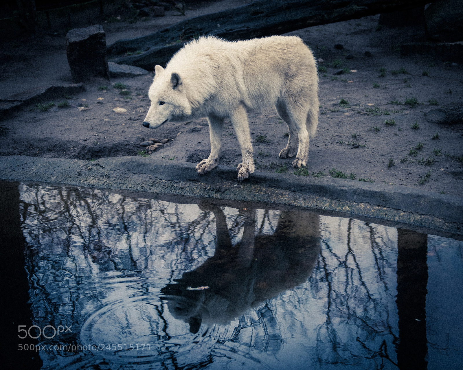 Nikon D810 sample photo. Wolf at the water photography