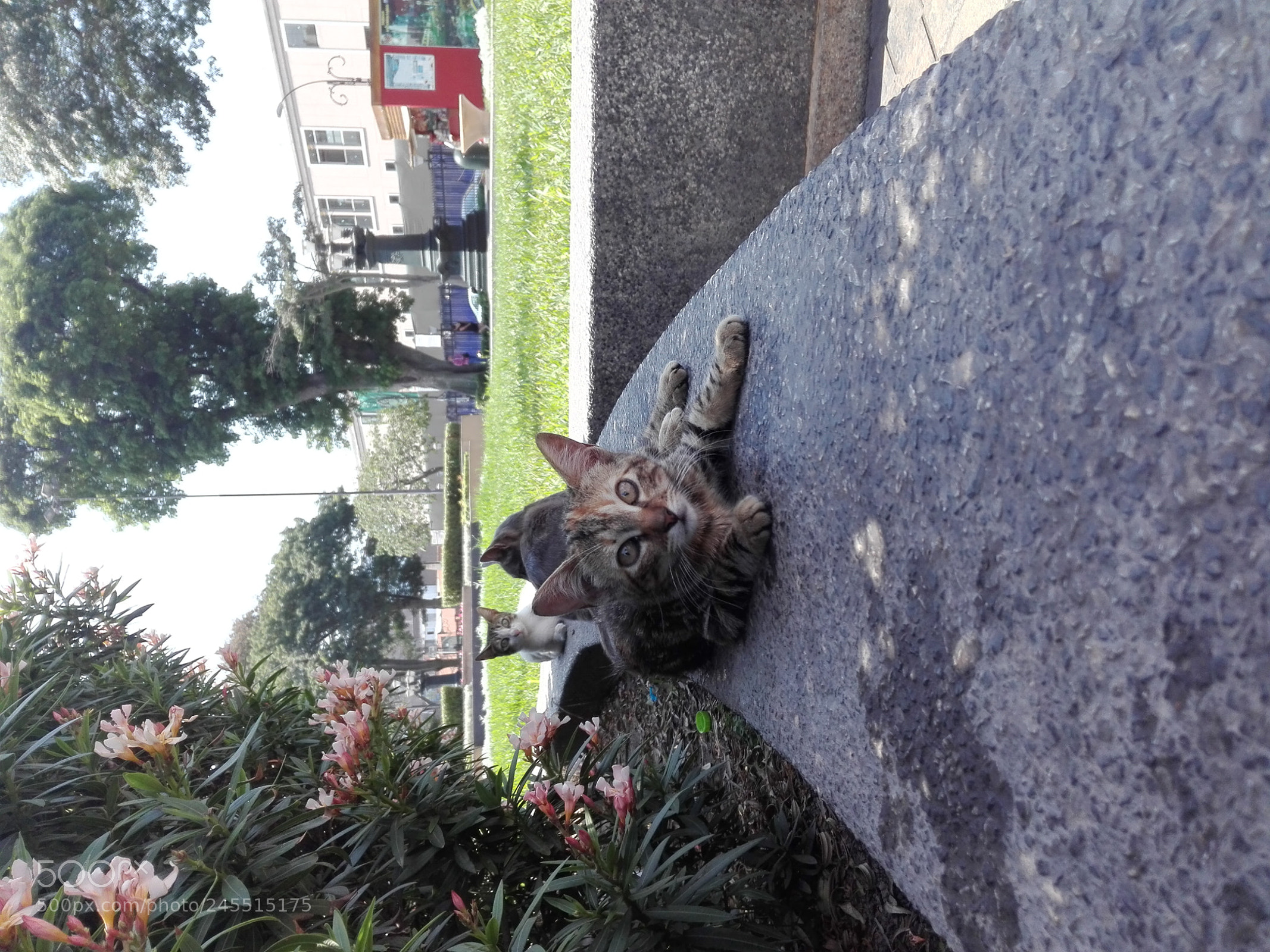 HUAWEI Y6II sample photo. Little cat photography