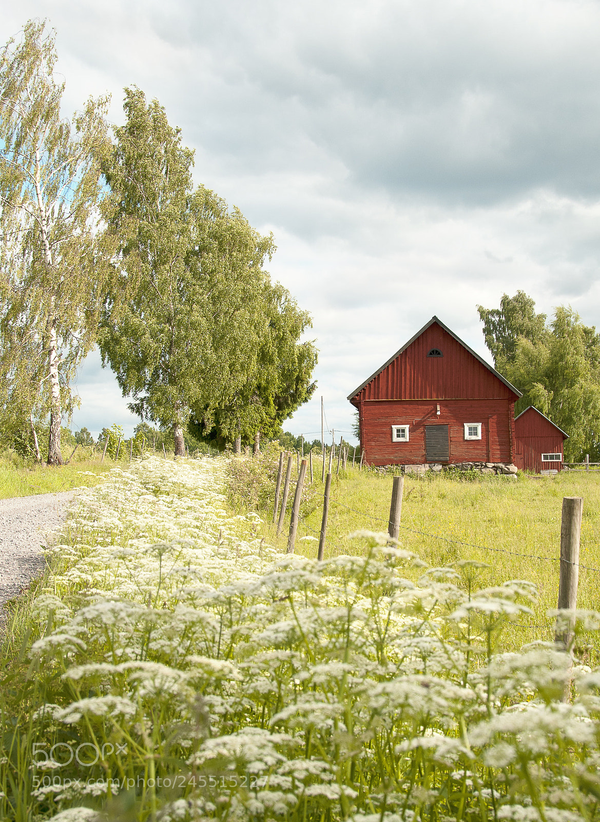 Nikon D80 sample photo. Sweden at summer photography