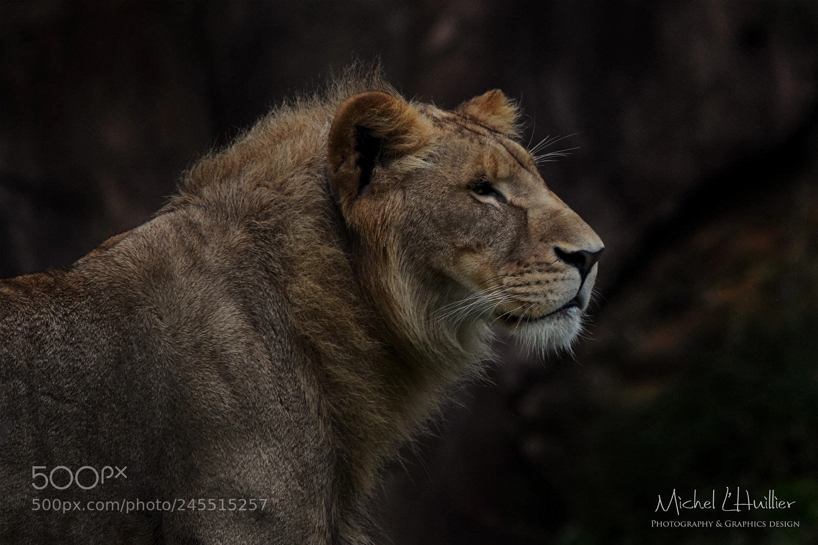 Nikon D810 sample photo. Lion photography