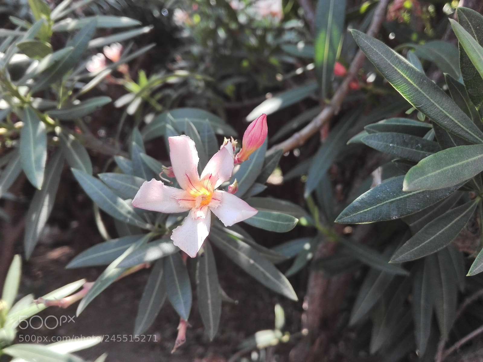 HUAWEI Y6II sample photo. Flower photography