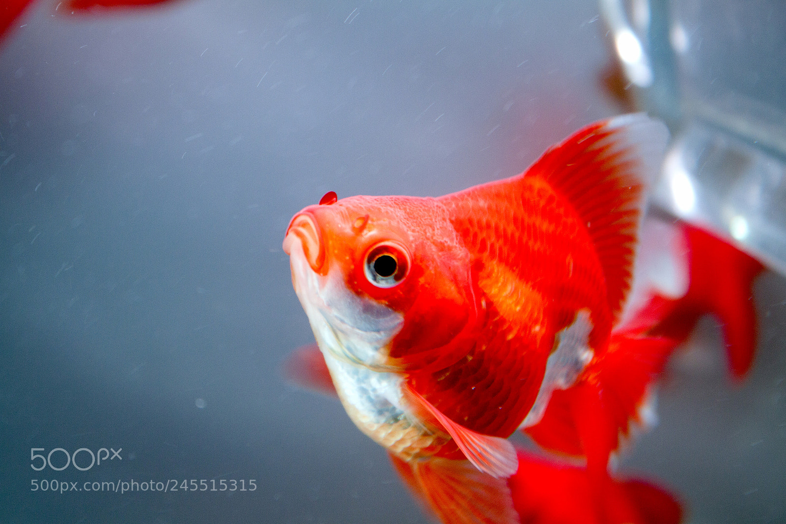 Canon EOS 500D (EOS Rebel T1i / EOS Kiss X3) sample photo. Hello little fish photography