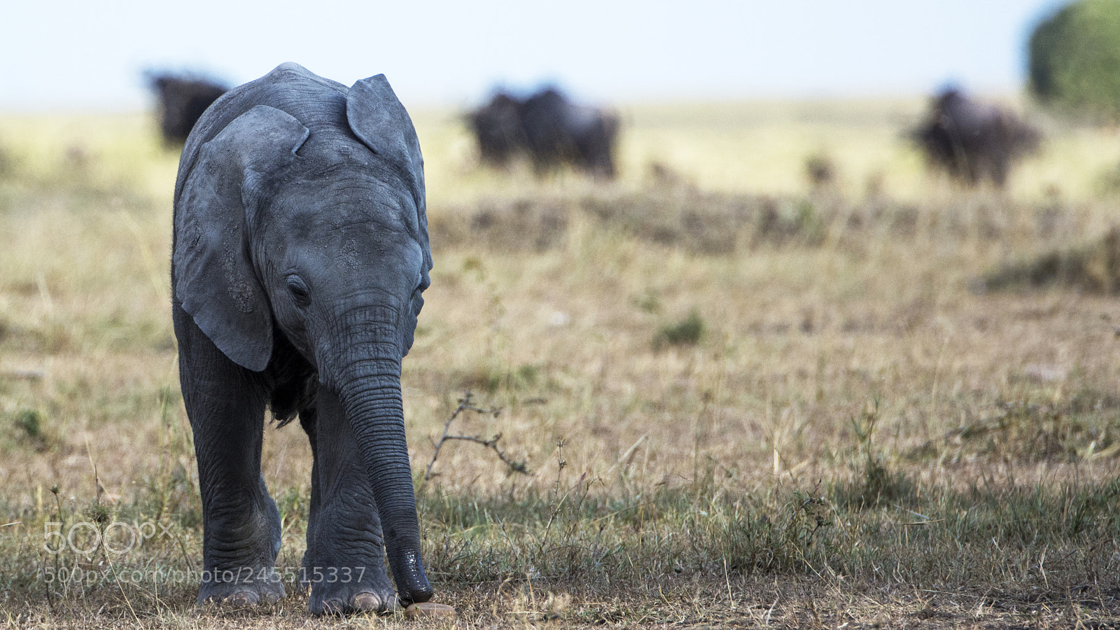 Nikon D7100 sample photo. Baby elephant photography