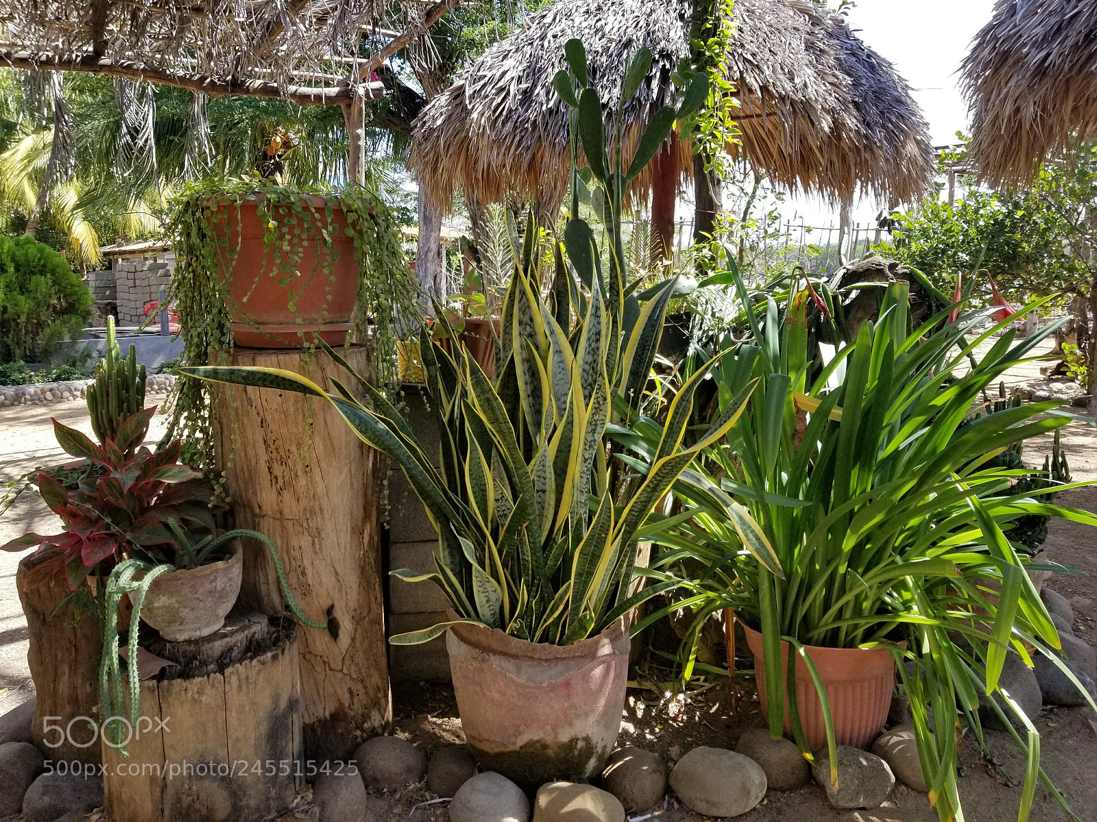 Samsung Galaxy S8+ sample photo. Abuelas garden photography
