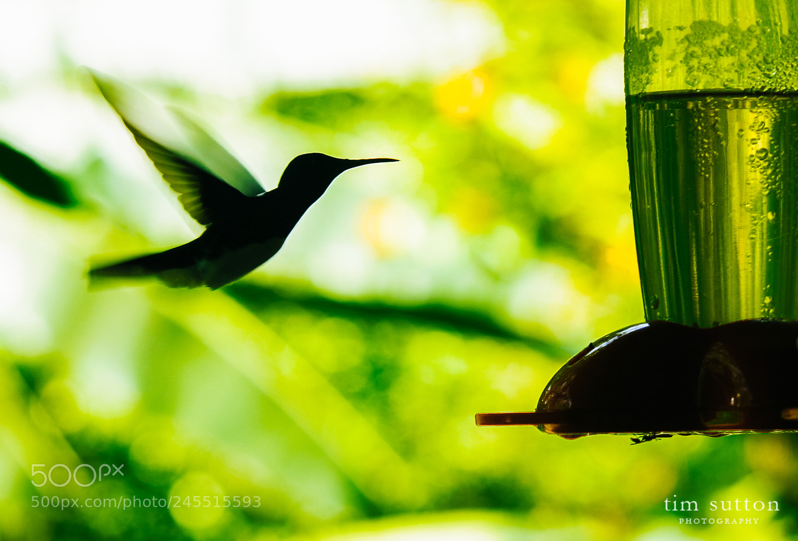 Sony SLT-A55 (SLT-A55V) sample photo. Hummingbird photography