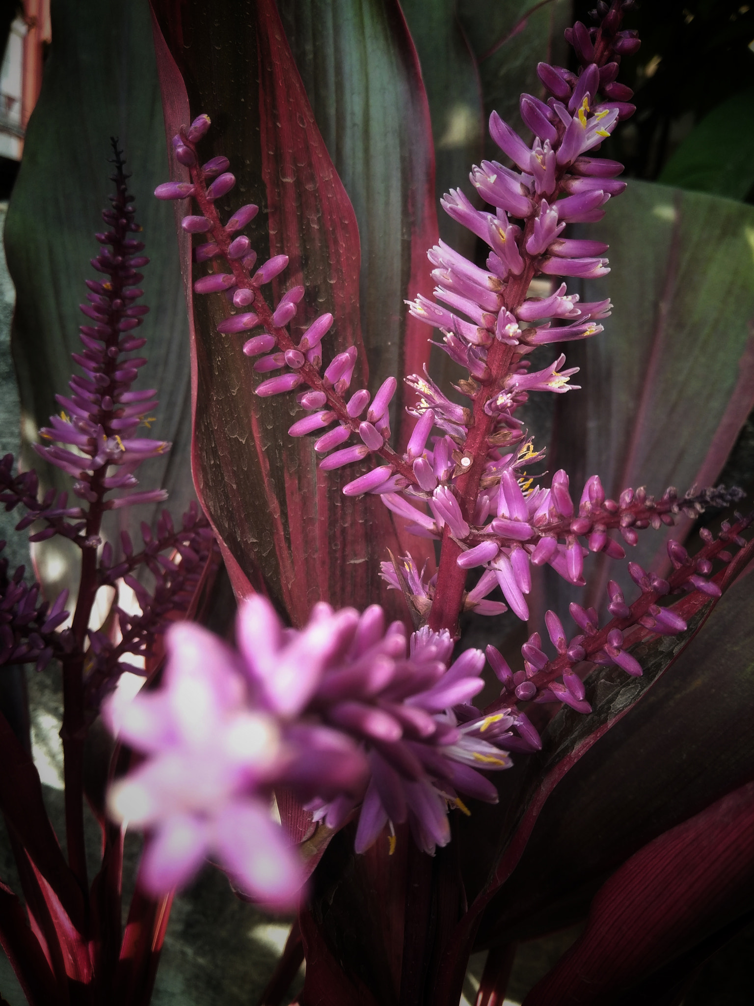OPPO CPH1701 sample photo. Floral photography