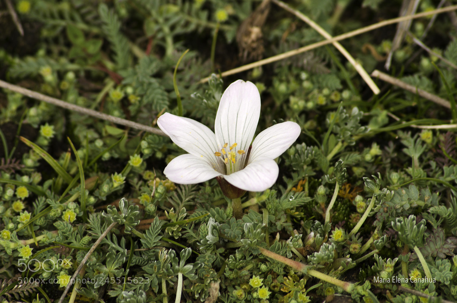 Nikon D5100 sample photo. White macro flower in photography