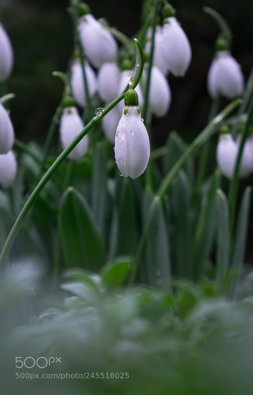 Nikon D3400 sample photo. Snowdrops photography