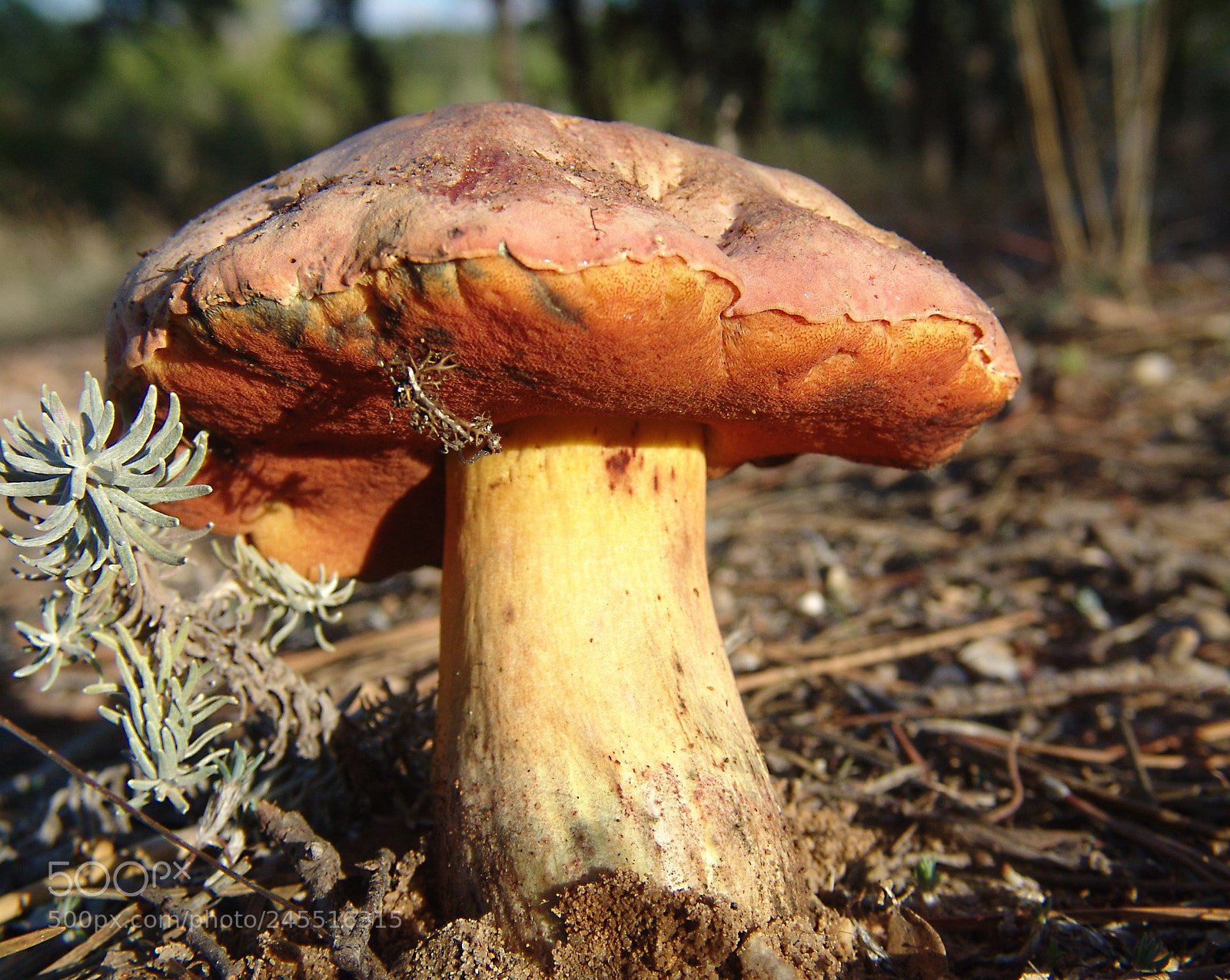 Sony DSC-F828 sample photo. Boletus lupinus photography