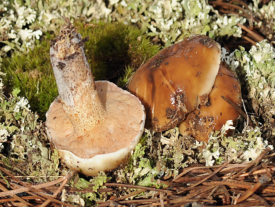 Nikon D700 sample photo. Boletus (suillus) bellini photography