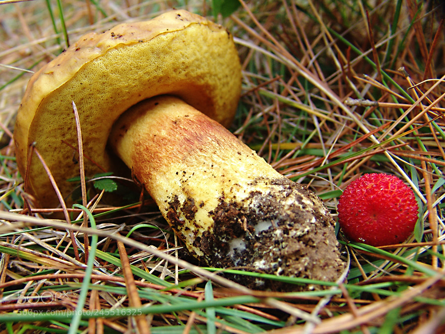 Sony DSC-F828 sample photo. Boletus (leccinun) lepirus photography