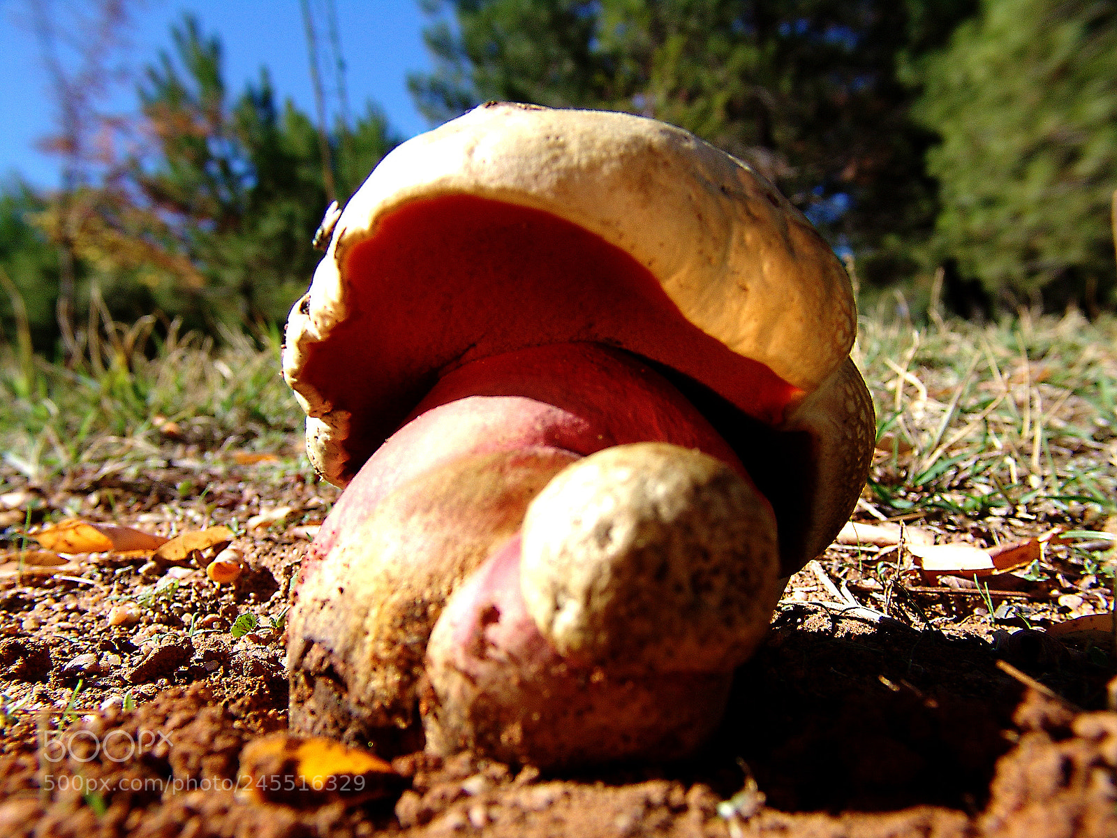 Sony DSC-F828 sample photo. Boletus (suillus) variegatus photography