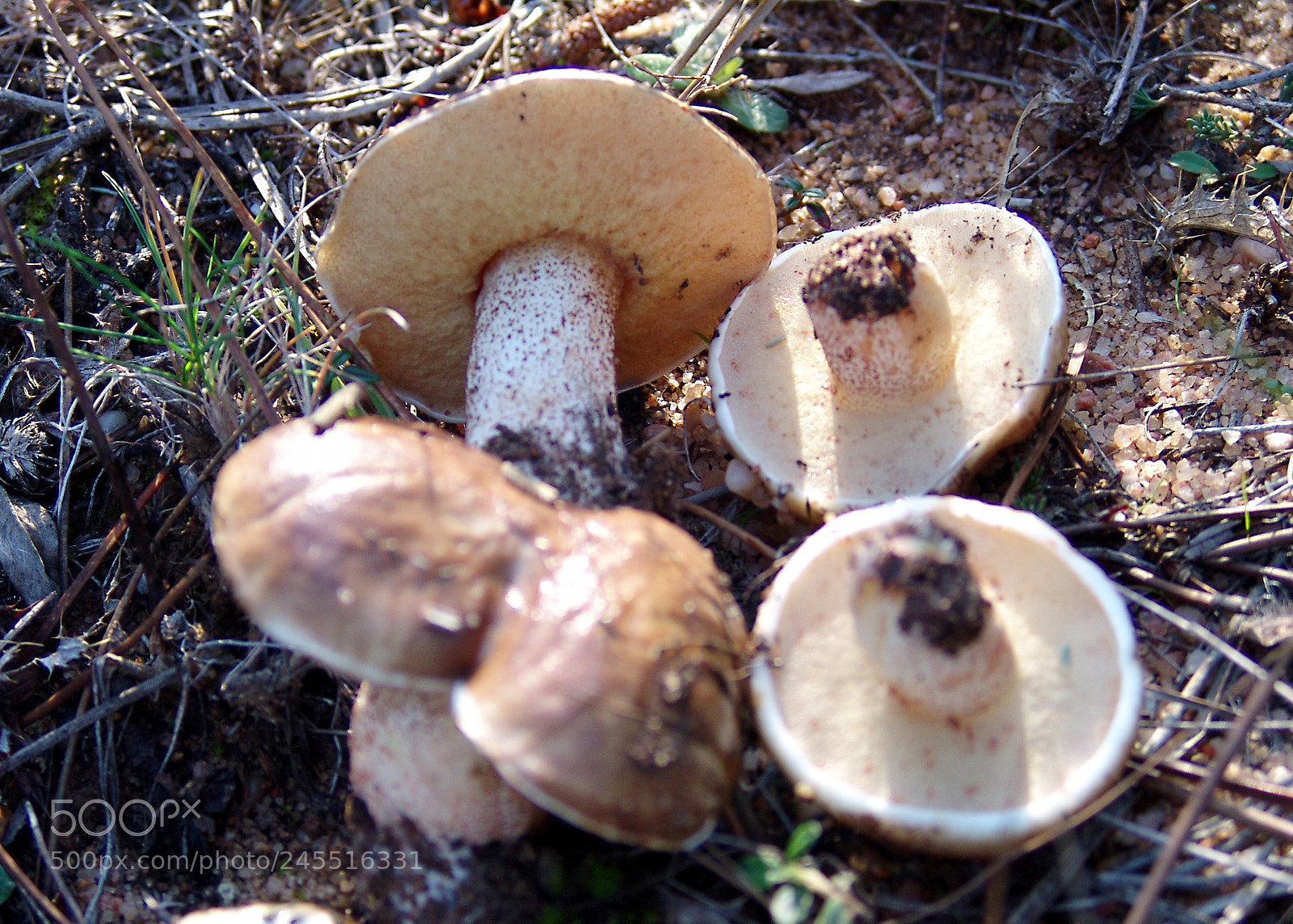 Sony DSC-F828 sample photo. Boletus bellinii (suillus) photography