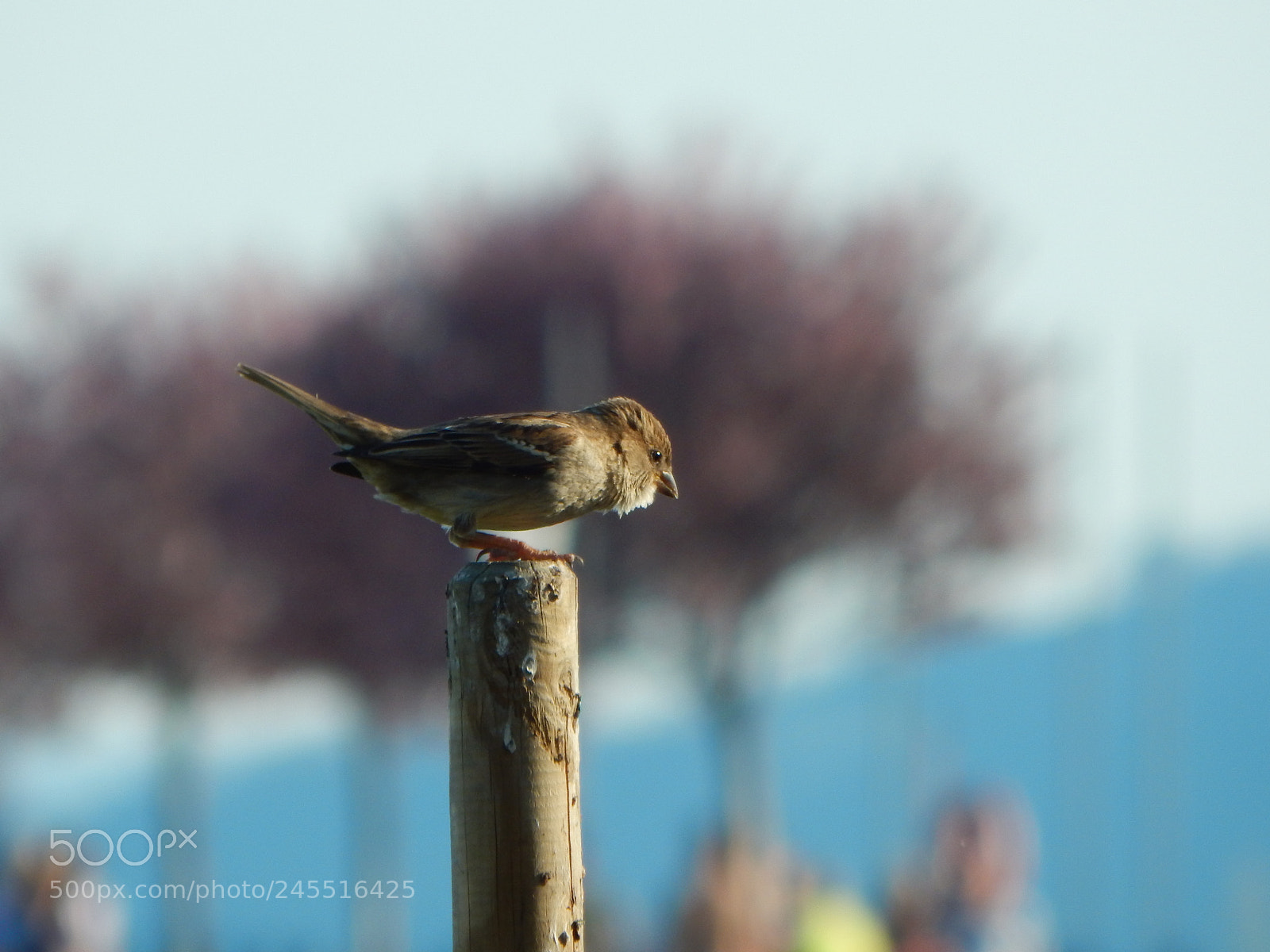 Nikon Coolpix L830 sample photo. Tiny bird photography