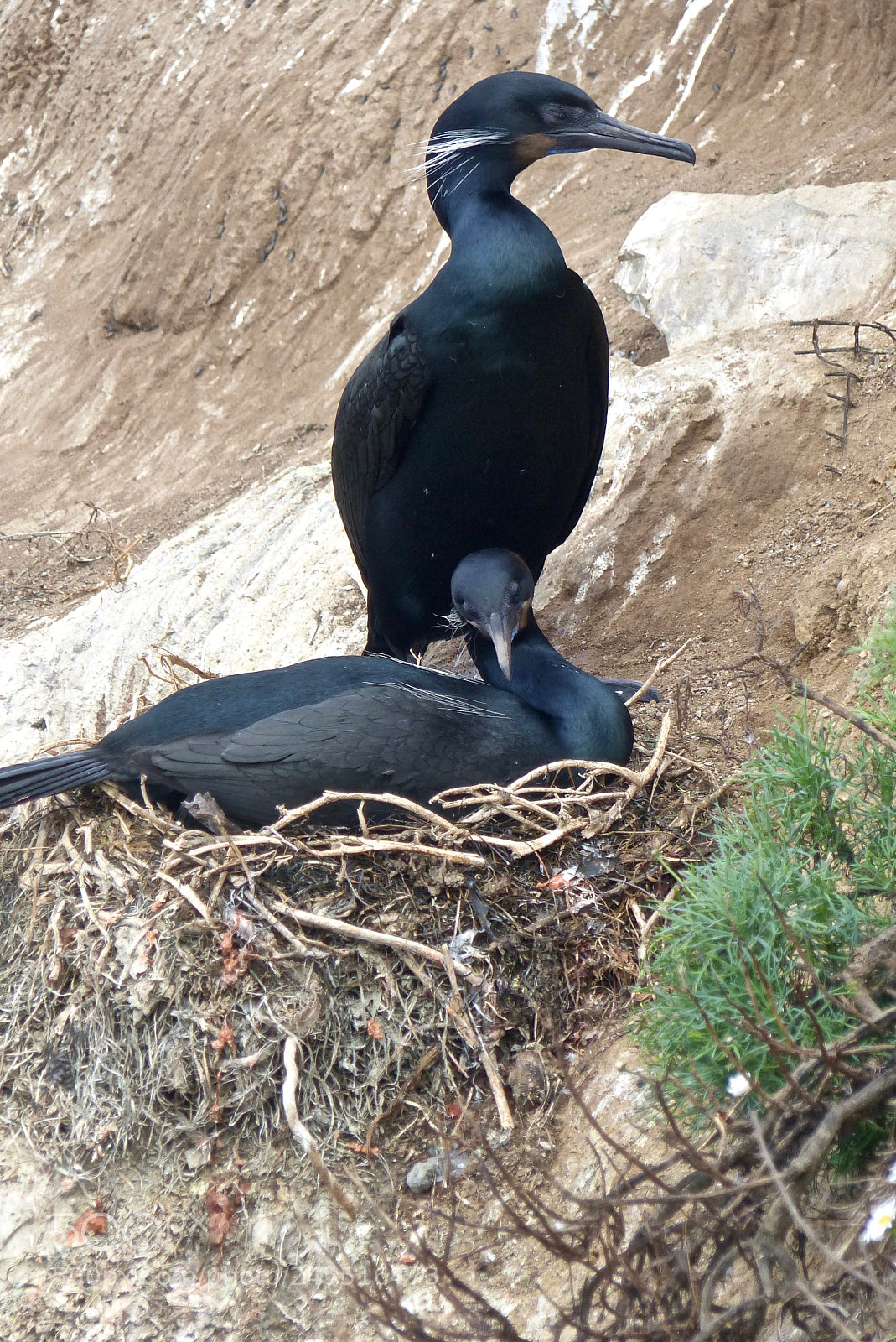 Panasonic Lumix DMC-FZ200 sample photo. A cormorant couple at photography